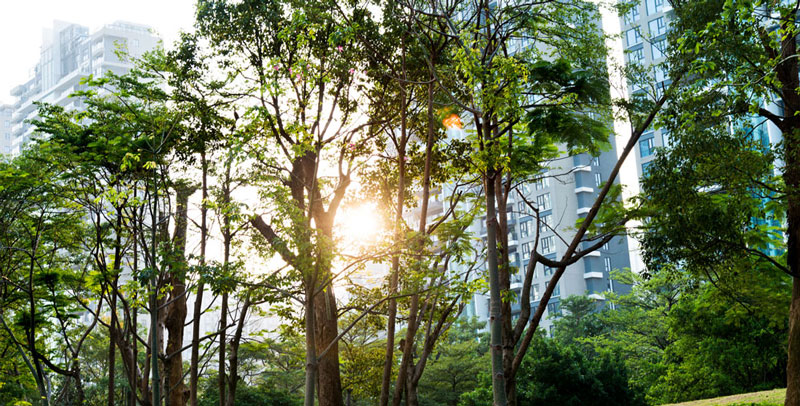 Forest area near kevin street park dublin city